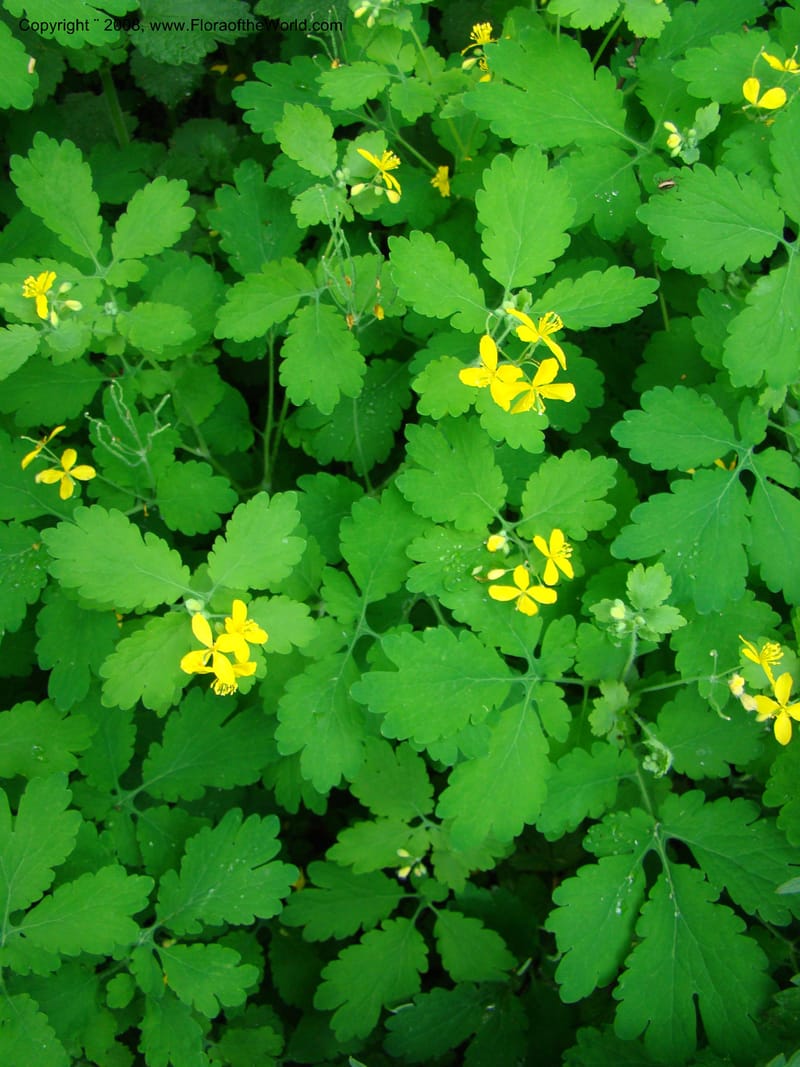Slovenia. 3 km S of Kozina. 17 May 08. 217.jpg