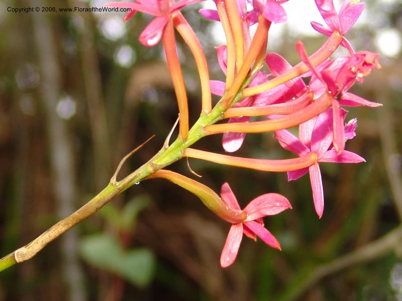 Epidendrum secundum--Peru. Macchu Pichu. 23 Oct 07. 257.jpg