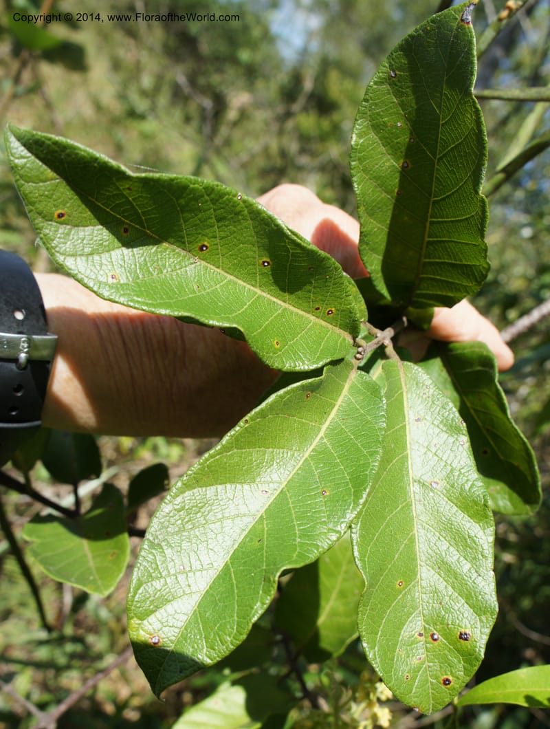 Forsteronia pubescens, Stevens,  W. D 31127, Cerro Cora, 16 Mar 2011 4174 (20).JPG