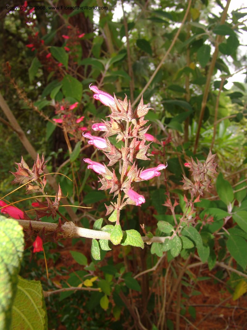 Salvia karwinskii, 69.0133--CA. UC Berkeley Bot. Garden. 31 May 07. 277.jpg