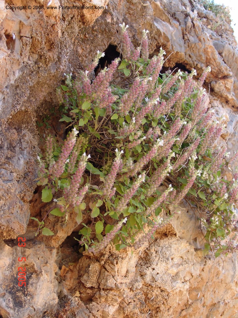 Scutellaria sieberi--Crete. Ep. Kydonia. Akrotiri. Trail Gouvernetos . 23 May 05. 037.jpg