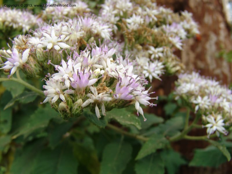 Vernonia--Kenya. Limuru. Garden of Sue Brown. 10 July 04. 070.jpg