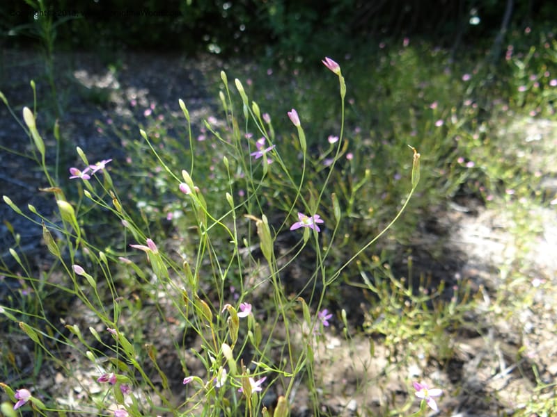 Zeltnera, WDS 34166--Chile. P.N. Sieta Tazas. 21 Feb 2013. DSC02254 (78).JPG