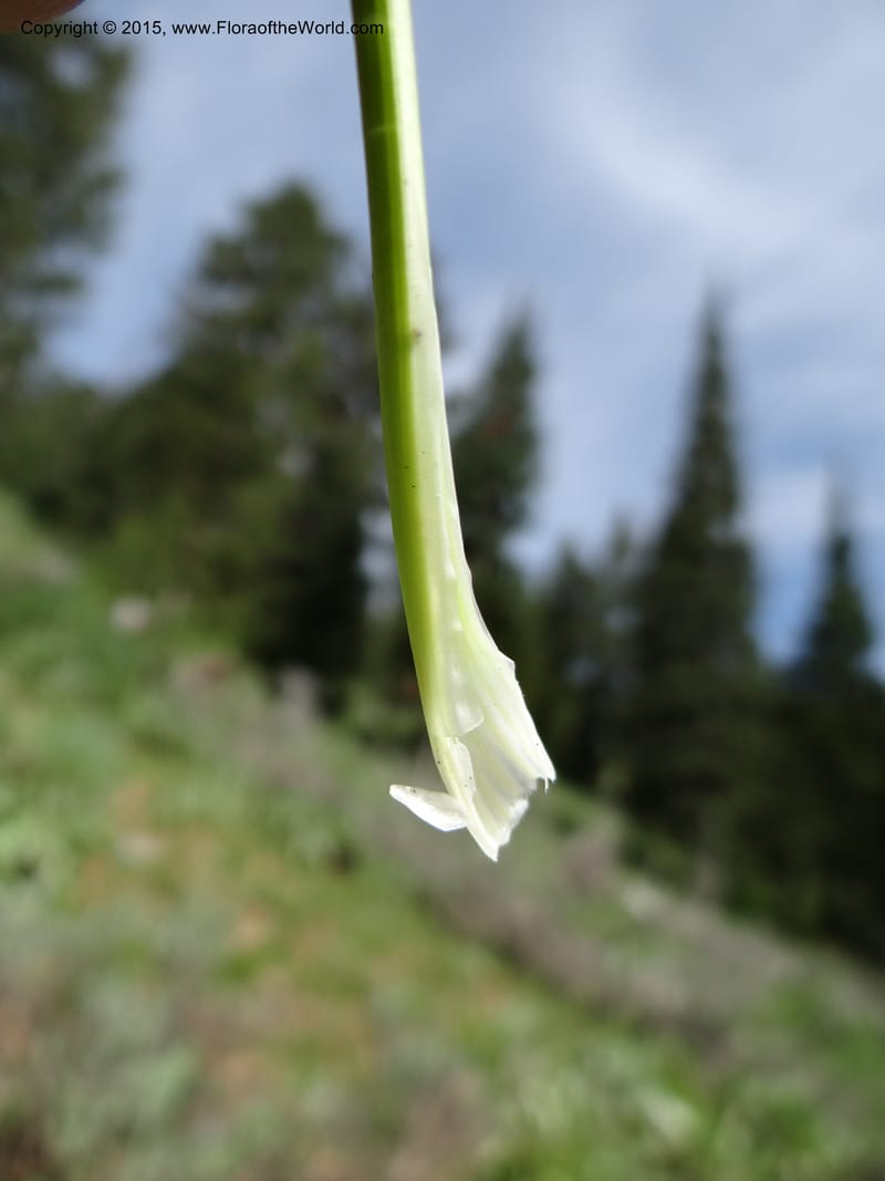 Lomatium graveolens, Mansfield, D 12-598--ID. Bear Lake Co. Mt. Sherman. 13 Jul 2012. DSC03473 (35).JPG