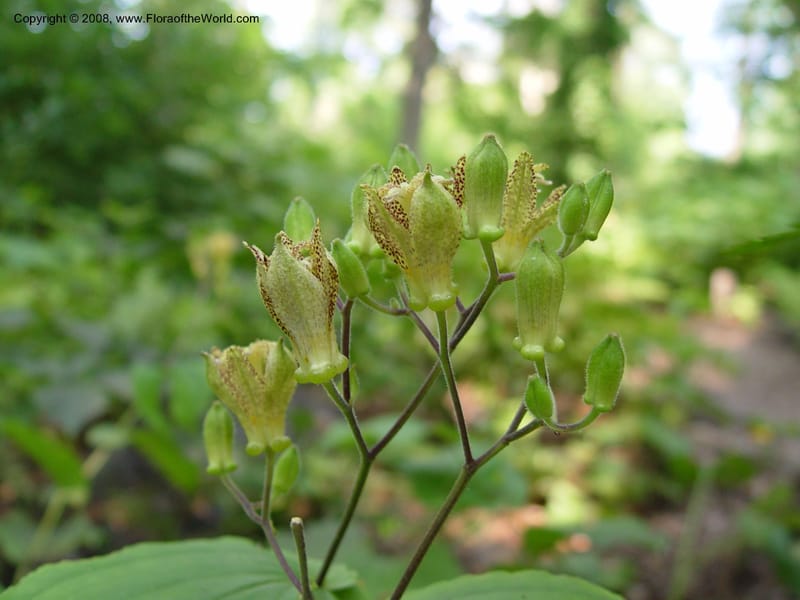 Tricyrtis--PA. Wayne. Chanticleer.  24 Jun 03. 062.jpg