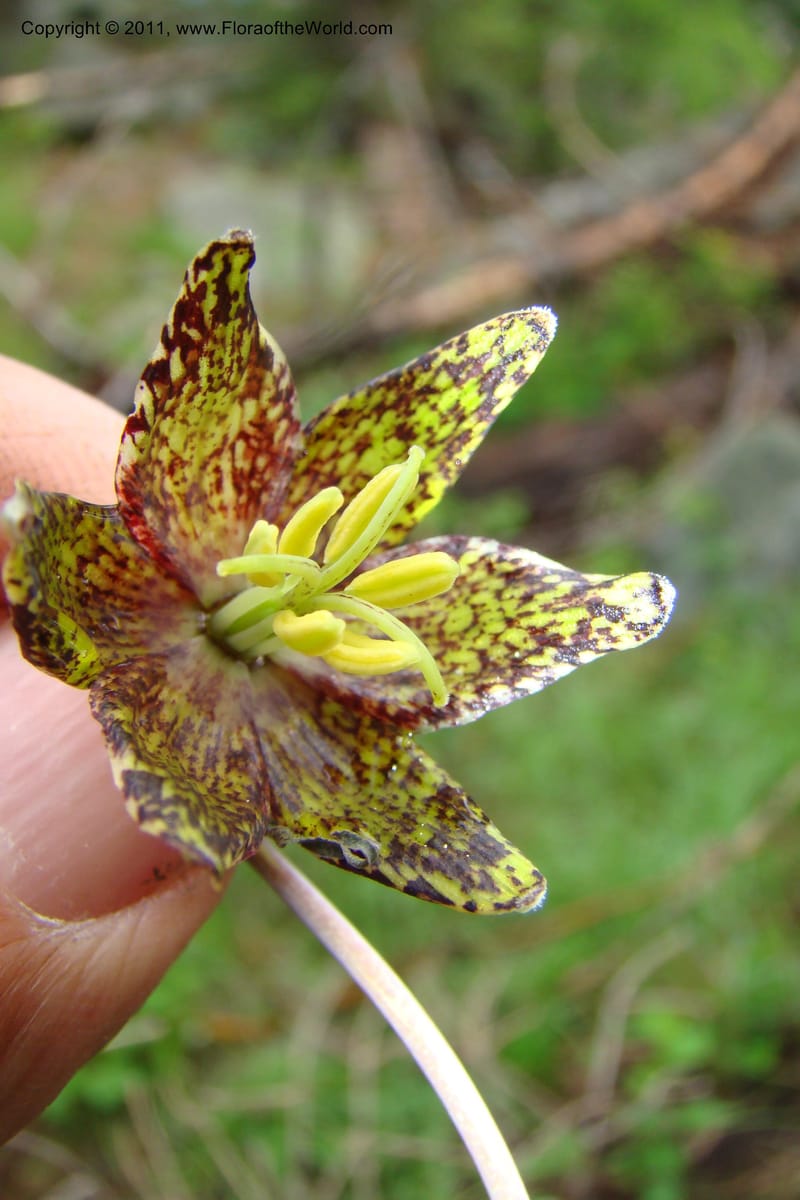 Fritillaria atropurpurea, C. Davidson 11437--Idaho. Valley Co. Payette Lake. Sylvan Beach. 7 June 2009. 041.jpg