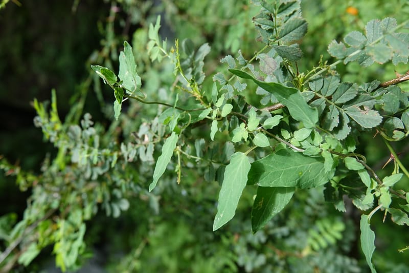 Codonopsis, C. Davidson 13768--China. Sichuan. Yibailingba-gou. 12 Aug 2017. DSC04660 (94).JPG