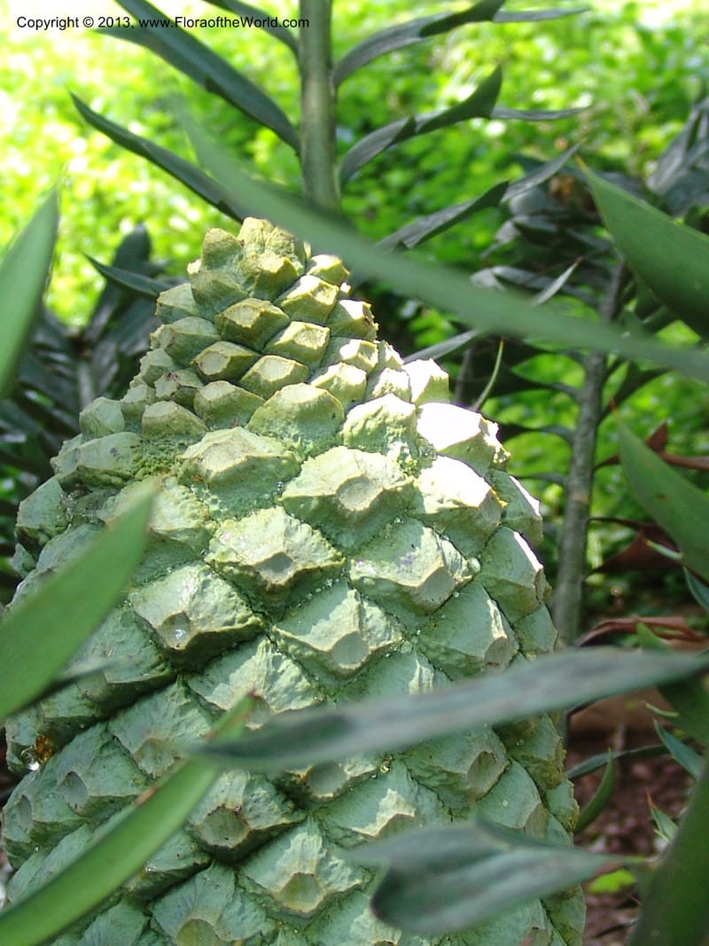 Encephalartos arenarius--So.Africa. Lowveld Nat. Bot. Gard. 14 Mch 05. 338.jpg