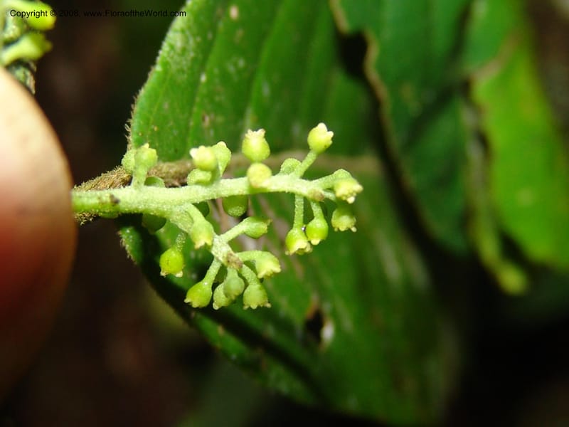 Siparuna guianensis, AAraujoM3087--Bolivia. Pq. Nal. Madidi. Chalalan, Sendero sin nombre. 24 Sep 06. 326.jpg