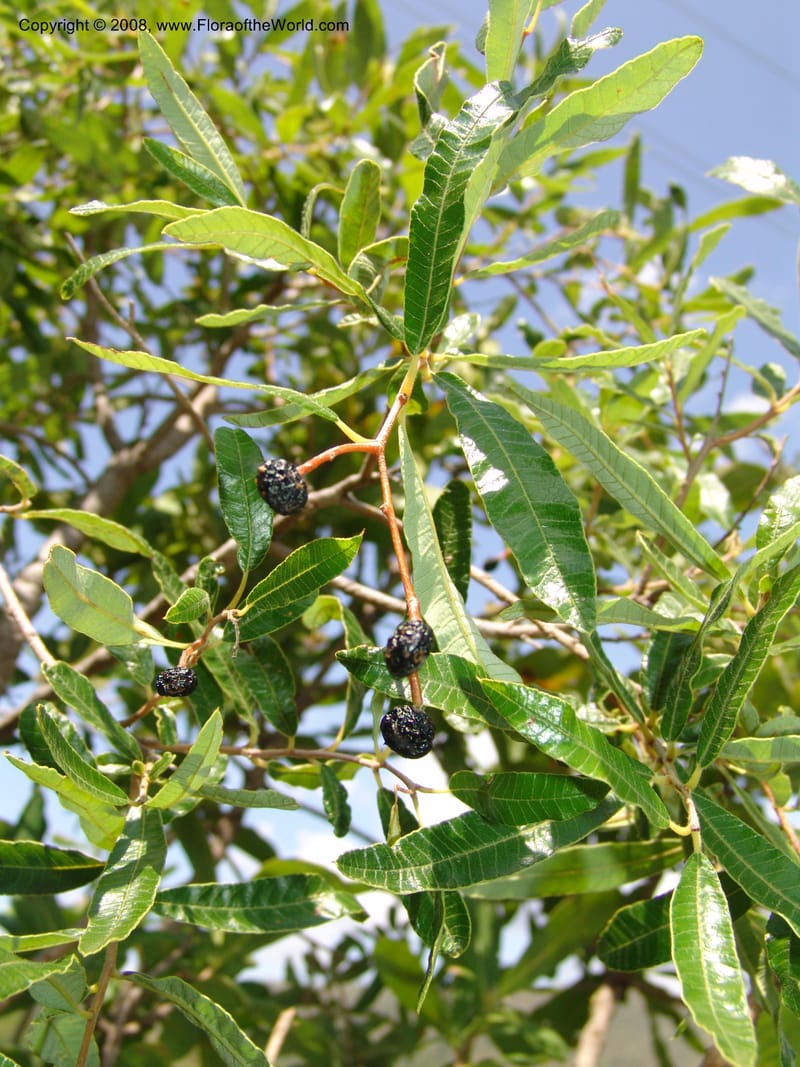 Ozoroa paniculosa--So.Africa. Mpumal. twd Rietfontein. 16 Mch 05. 363.jpg