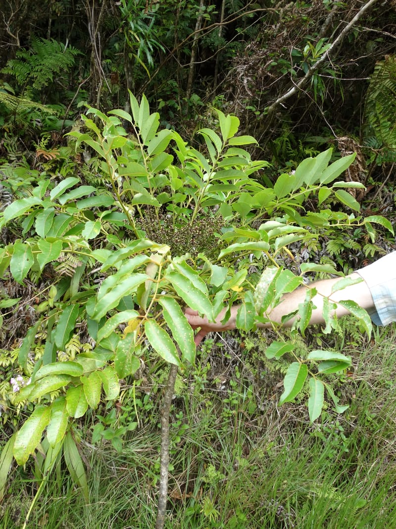 Plerandra grandiflora, Plunkett, G 3178-- Fiji. Delaikoro Mtn. 3 Nov 2015. DSC08393 (28).JPG