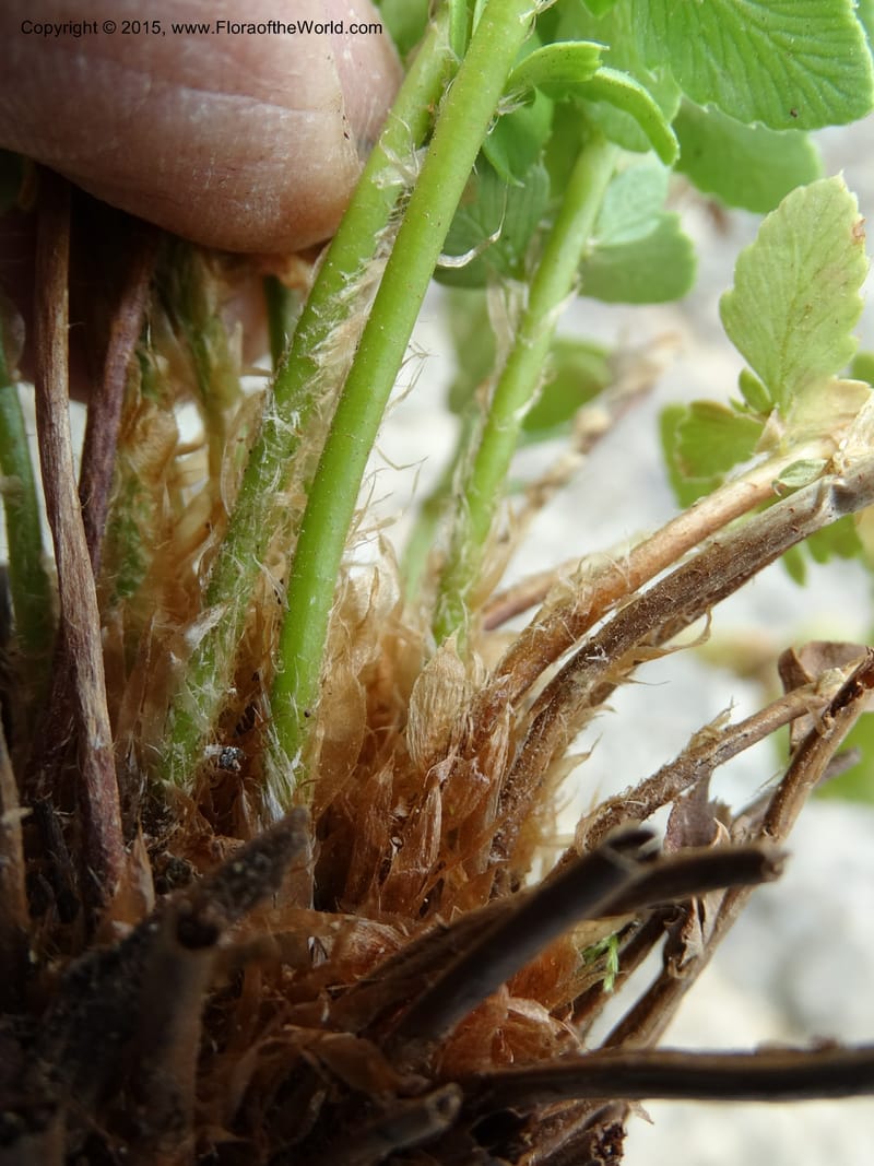 Polystichum scopulinum, Davidson, C 12631--ID. Idaho Co. Seven Devils Campground. 11 Aug 2014. DSC00412 (57).JPG