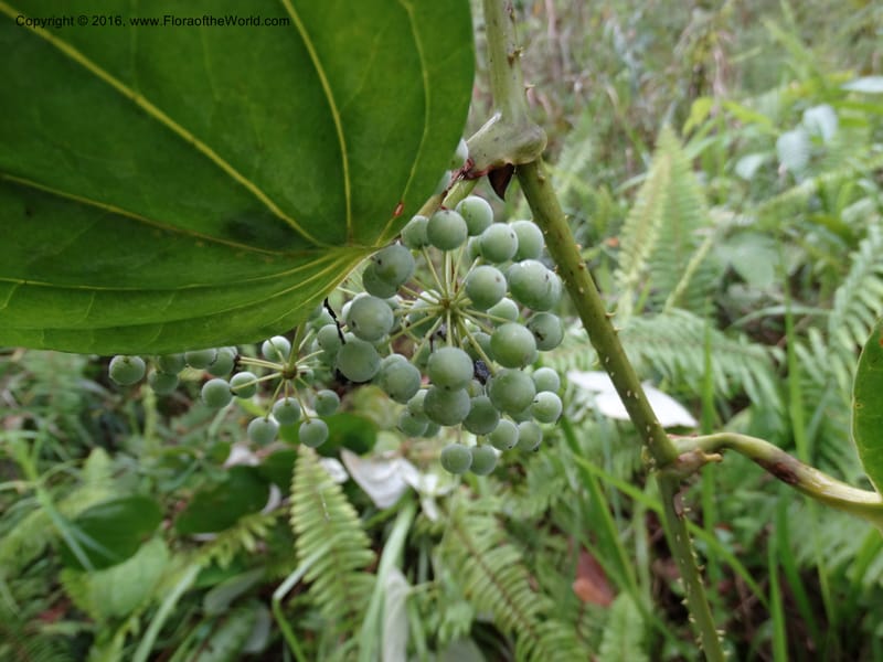 Smilax borneensis, Davidson, C 12935--Sabah. Kinabalu Nat. Park. Nalumad Substesen. 29 Mar 2015. DSC01294 (198).JPG
