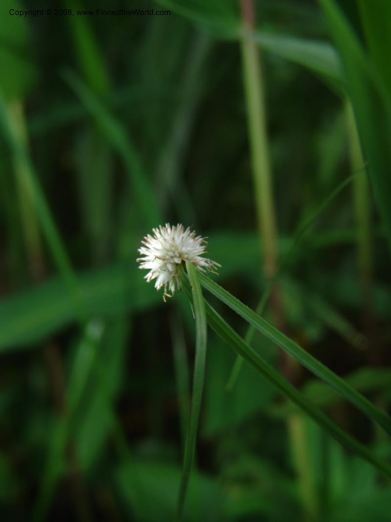 Cyperus, R.Gereua6842--Tanz. Mzelezi For. Res.  Mahenge-Sali. 15 Feb 06. 077.jpg