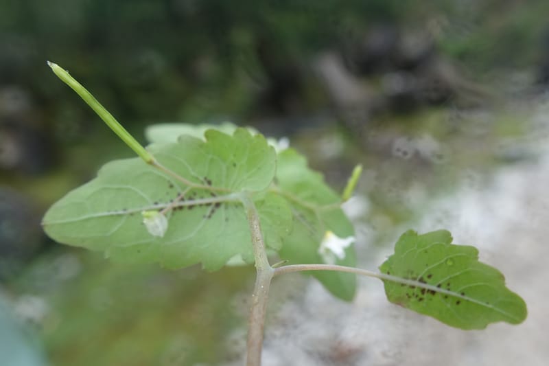 Impatiens apsotis, C. Davidson 13746--China. Yunnan. Tianbao Shan. 10 Aug 2017.  (200).JPG