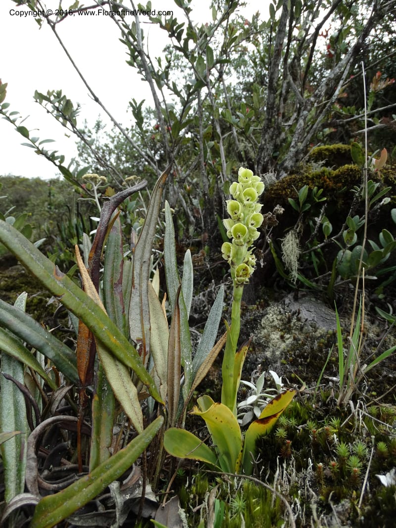 Altensteinia virescens, Ulloa, C 2470--Ecuador. Res. Yanacocha. 21 Apr 2015. DSC02117 (69).JPG