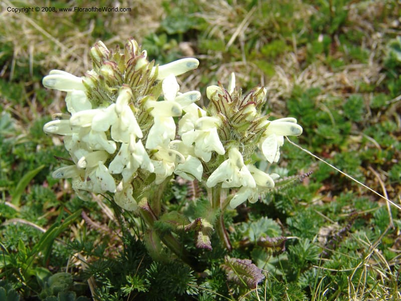 Pedicularis armena--Georgia. Vic. of Tskhrats'karo Pass. 7 Jun 05. 153.jpg