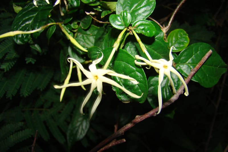 Jasminum streptopus, RGereau7007--Tanz. Mbeya Rural Distr. Pungaluma Hills. 23 Jan 08. 261.jpg
