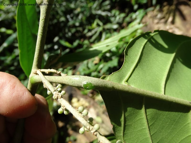 Octoknema, Davidson, C 12386--Cameroon. Bakengili Trail, Mt. Cameroon. 24 Mar 2014. DSC03587 (233).JPG