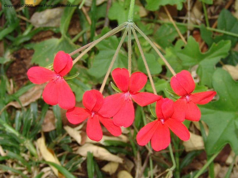 Pelargonium tongaense-- So. Africa. Lowveld Nat. Bot. Gard. 14 Mch 05. 041.jpg