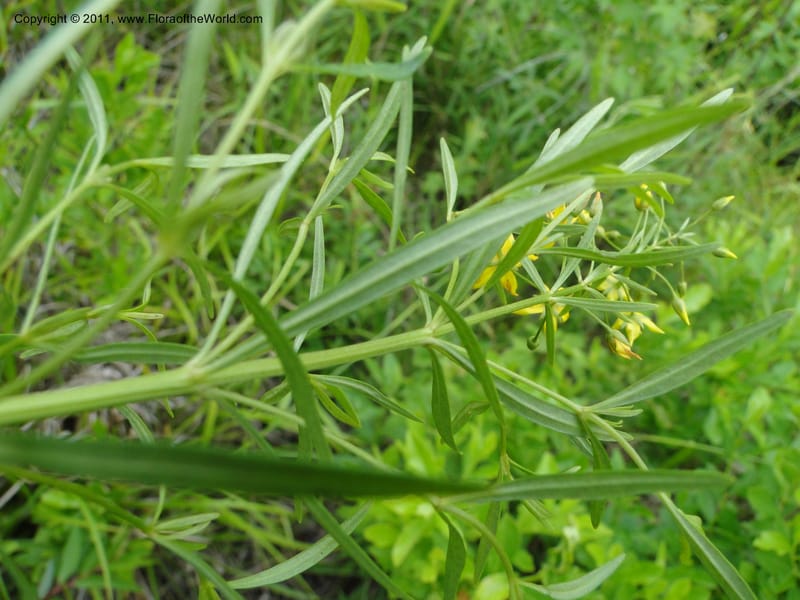Lysimachia loomisii, Mori, S 27420, USA, North Carolina, Jones County, 10.5 miles from junction with Hwy 58, E of Maysville, 23 May 2010 (4).JPG