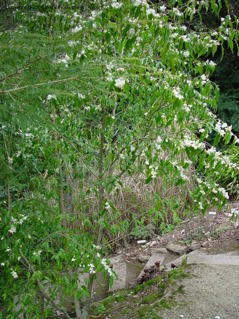 Camellia tsaii, 82.0183--CA. UC Berkeley Bot. Gard. 11 Feb 03. 018.jpg