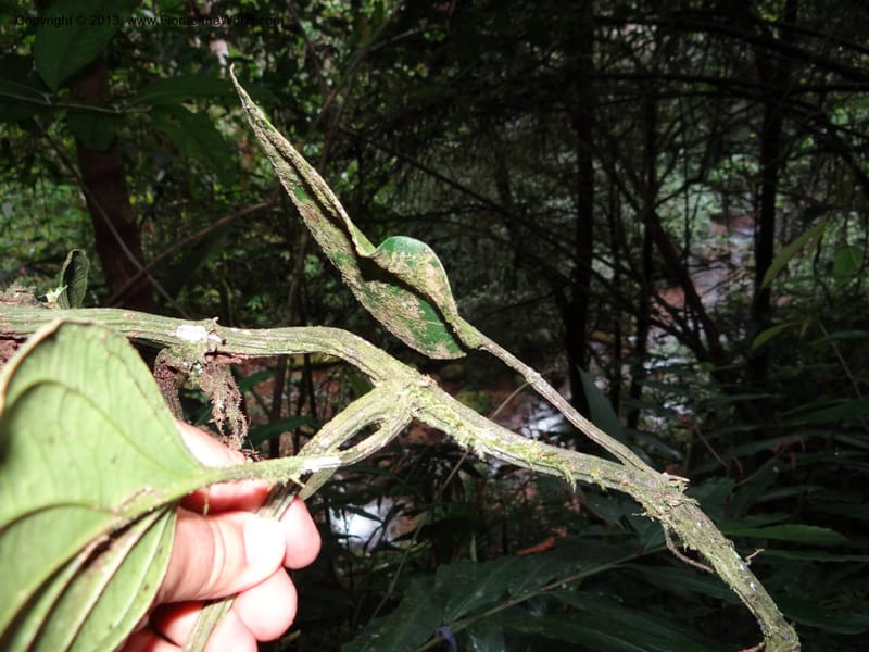 Piper, SAN.153204--Malaysia, Sabah. Mt. Kinabalu. 5 Apr 2012. DSC06767 (220).JPG
