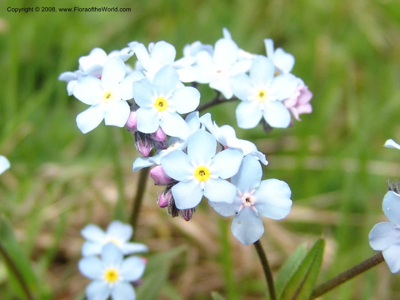 Myosotis alpestris--Georgia. Kazbeki . Trail-road to Sameba Church. 2 Jun 05. 526.jpg