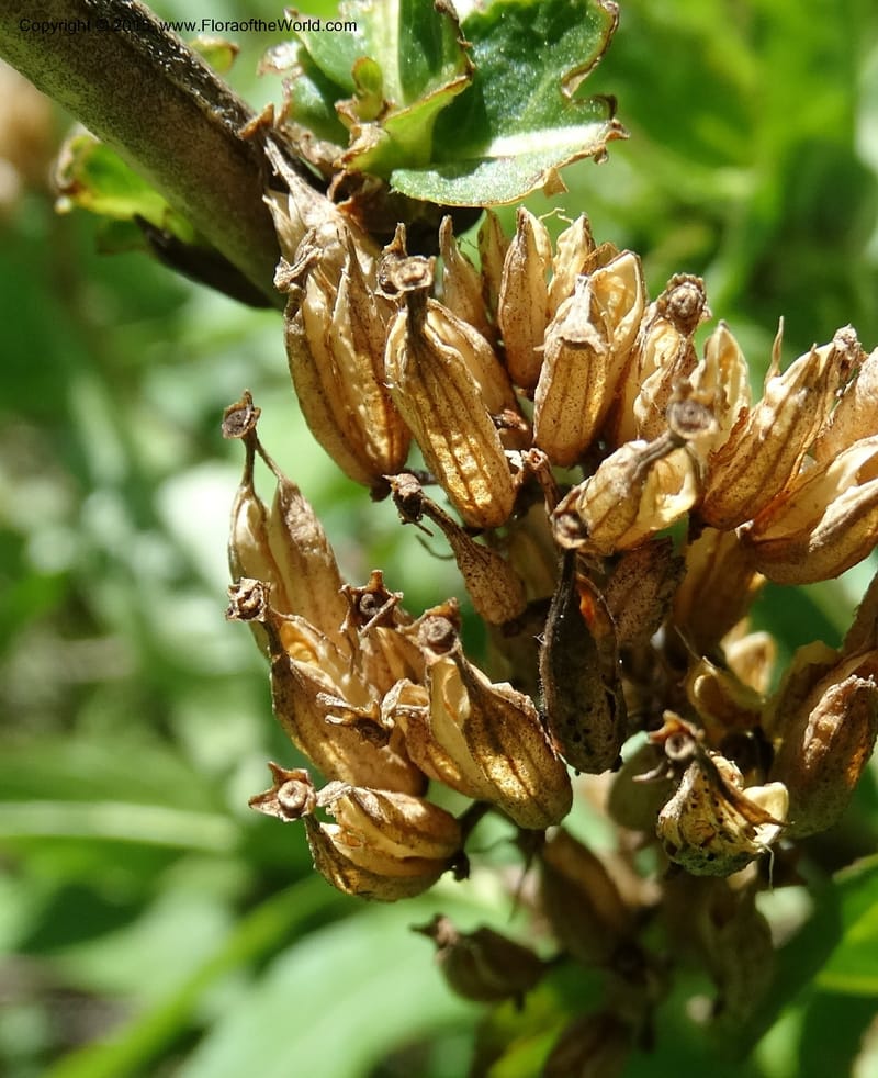 Diervilla sessilifolia, Davidson, C 13068--North Carolina. Haywood Co. NC 215 north of BRP. 21 May 2015. DSC07039 (5).JPG