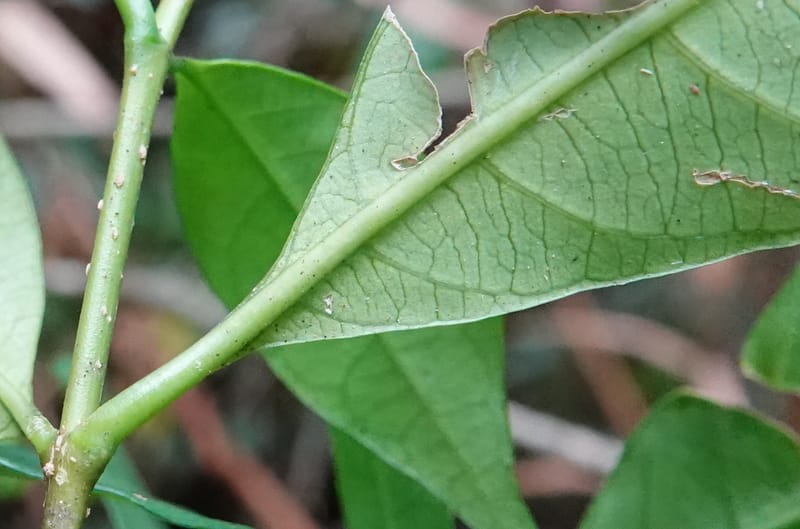 Tabernanthe iboga, C. Davidson 13949--Gabon. Mondah. Arb Raponda Walker. 4 Nov 2018. DSC01949 (85).JPG