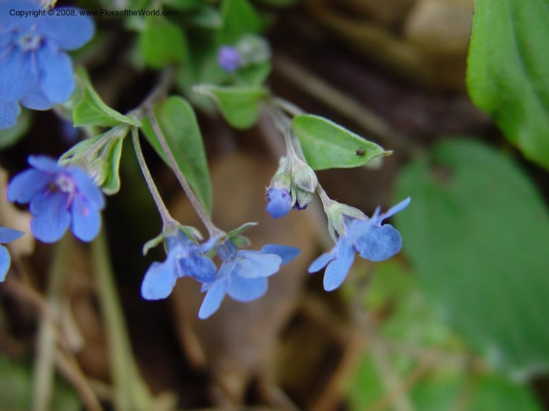 Omphalodes cappadocia, 90.2319--CA. UC Berkeley Bot. Gard. 11 Feb 03. 058.jpg