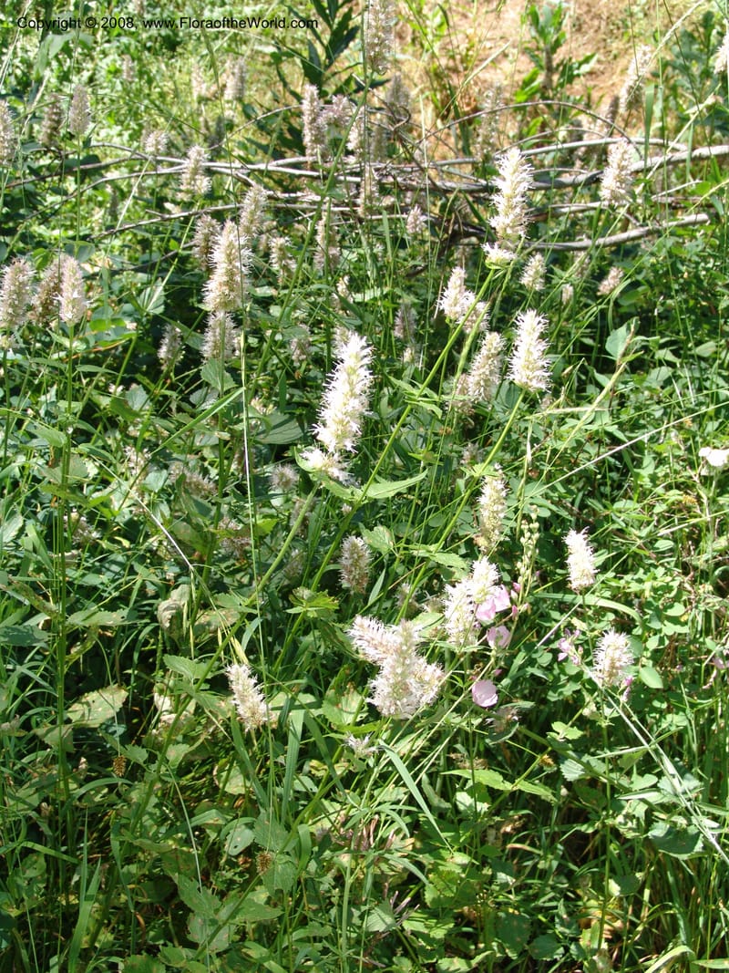 Agastache urticifolia--ID. Valley Co. Sylvan Beach reservoir and trail. 24 Jul 05. 262.jpg