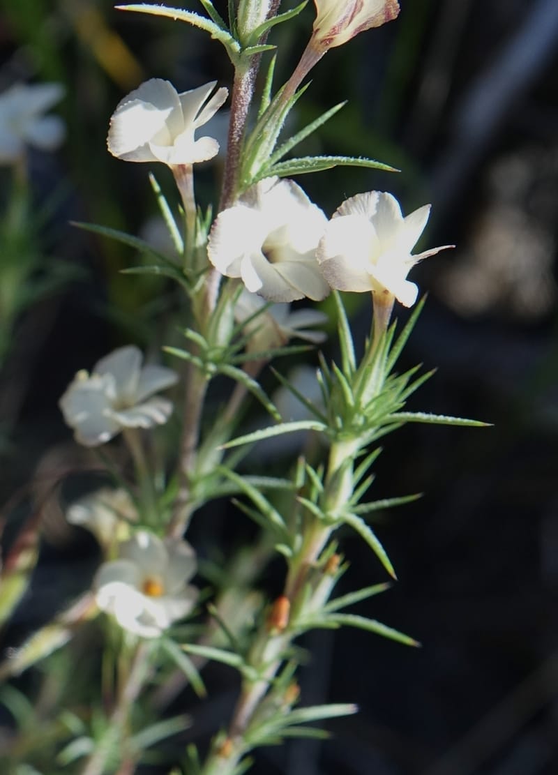 Leptodactylon pungens, C. Davidson 13670--ID. Hwy 20 W of Arco. Open basalt flow. 18 Jun 2017. DSC02519 (113).JPG