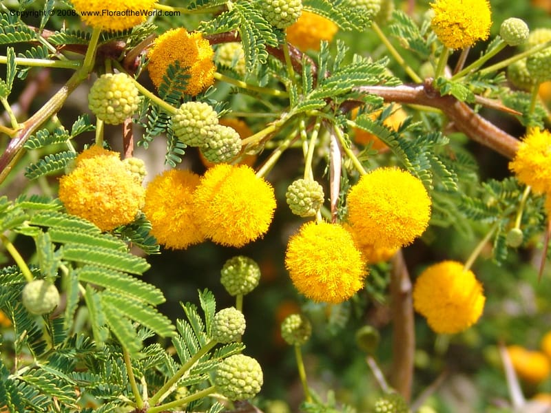 Acacia farnesiana--Bolivia. La Paz. Send. Aguila. 4 Dec 04. 078.jpg