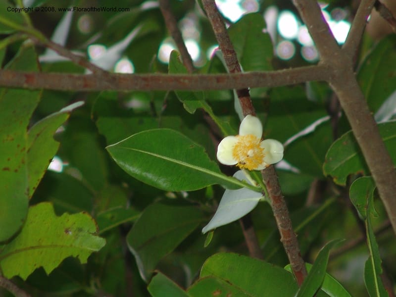 Mammea americana--So. Africa. Durban Bot. Garden. 14 Mch 05. 126.jpg