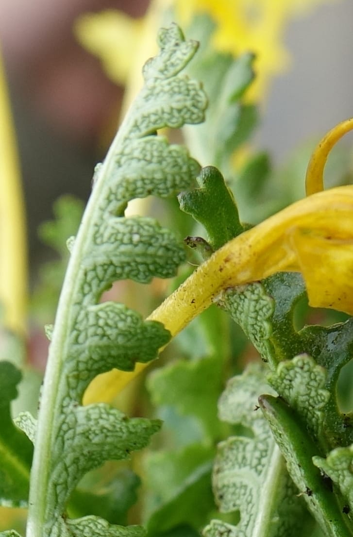 Pedicularis, C. Davidson 13785--China. Sichuan. Daocheng Xian. 14 Aug 2017. DSC05676 (32).JPG