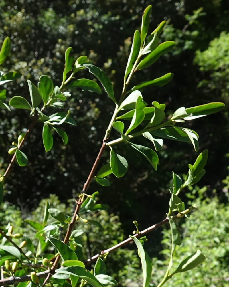 Taxillus delavayi var. delavayi, D. Boufford 43988--China. Sichuan. Yibailingba-gou. 12 Aug 2017. DSC04660 (568).JPG