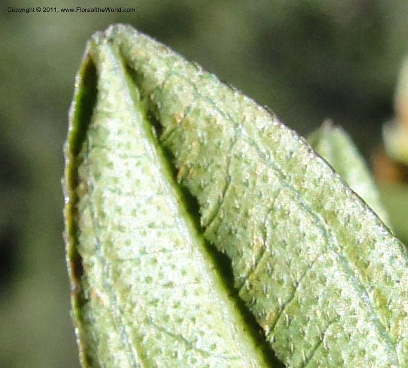 Brachyotum alpinum, Ulloa 2084--Ecuador. P. N. Sangay. 6 June 2011. 309 (13).jpg