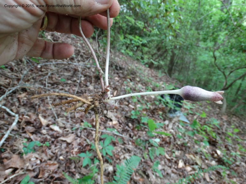 Asarum arifolium, Davidson, C 13035--Georgia. Stephens Co. Panther Cr. 18 May 2015.  (68).JPG