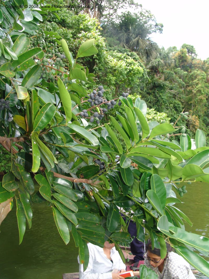 Simarouba amara, AAraujoM1588--Bolivia. Pq. Nac. Madidi. Laguna Chalalan. 26 Nov 04. 508.jpg