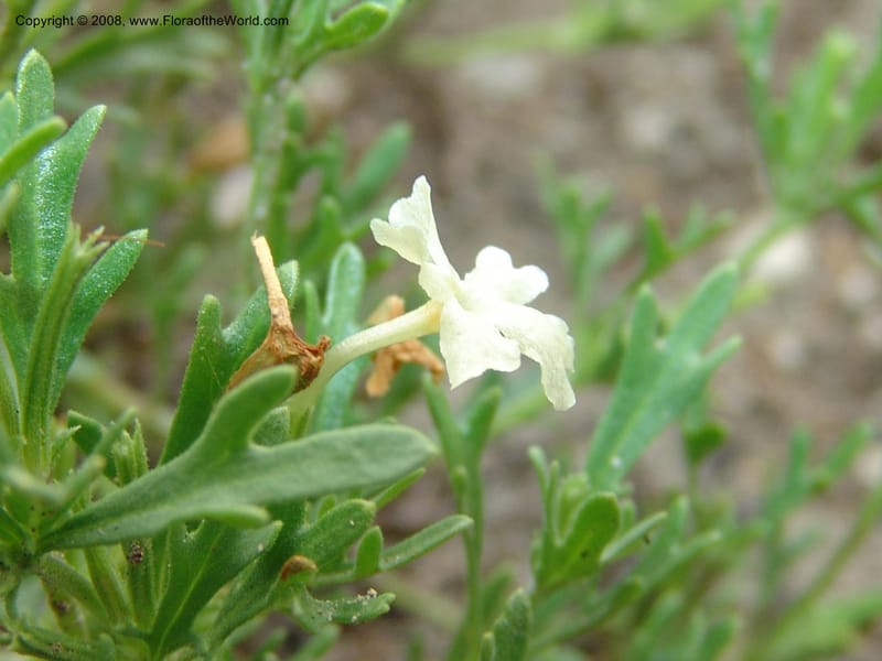Chascanum pinatifidum--So.Africa. Mpumal. R577 N of Lydenburg. 16 Mch 05. 189.jpg