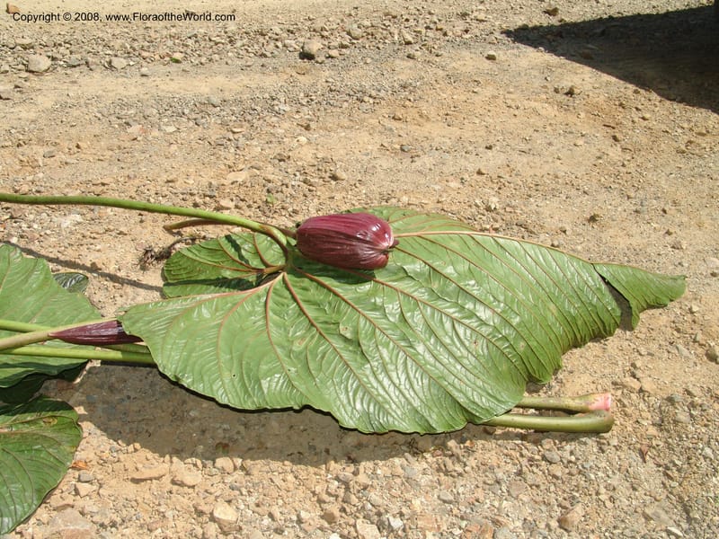 Anthurium gualeanum, Croat93239--Ecuador. Prov. Pichincha. Old hwy Quito to Sto. Domingo.   12 Aug 04. 122.jpg