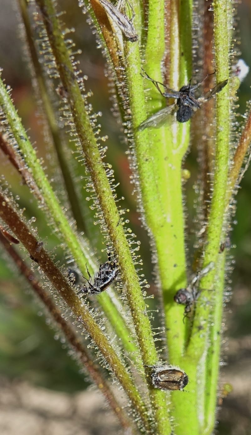 Byblis lamellata, Davidson, C 13426--Australia. W.A. Green Head-Coorow Rd. Stop 2. 24 Oct 2016. DSC04873 (59).JPG
