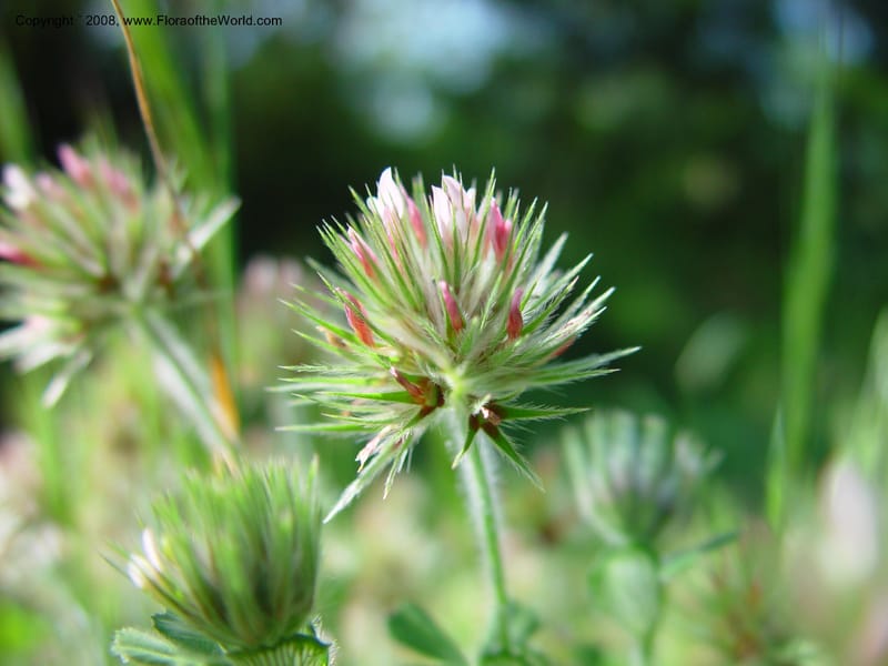 Trifolium stellatum--Italy. Abruzzo. Ris. Torino di Sangro. 5 May 03. 120.jpg