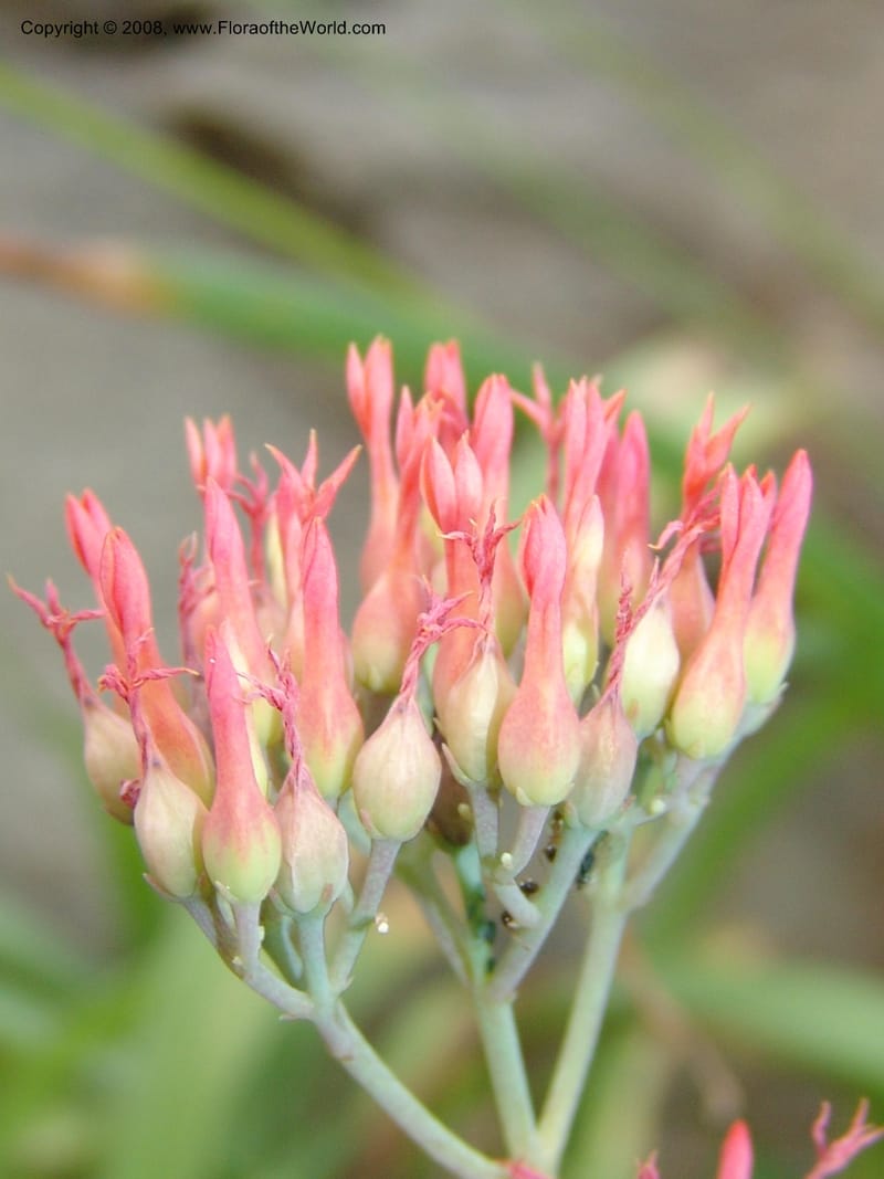 Kalanchoe rotundifolia--So.Africa. E. Cape. Waringham Farm, Quanti Area, Stut. 8 Mch 05. 543.jpg
