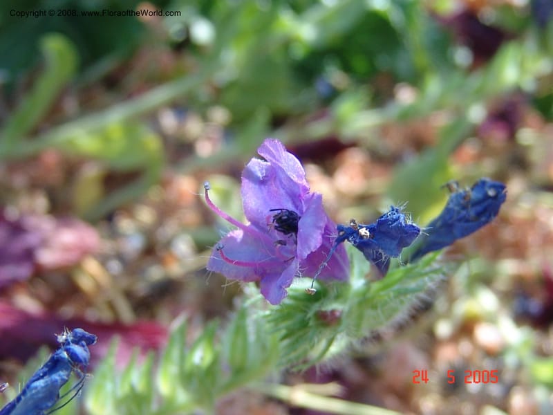 Echium plantagineum--Crete. Ep. Apokoronos. Aptera. 23 May 05. 027.jpg
