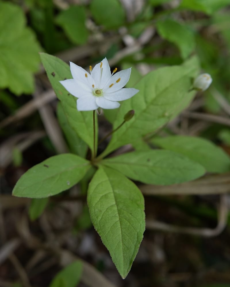 Trientalis europaea--Japan. Niigata. Sasagamine. Yu Memidaira. Forest Therapy Trail. 28 May 2016. DSC04970 (166).JPG