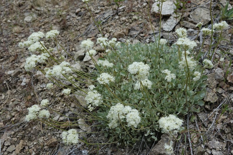 Eriogonum strictum subsp. proliferum, C. Davidson 13 587--ID. Boise Co. Scott Mtn. L.O. Rd. 25 May 2017. DSC00708. JPG (342).JPG