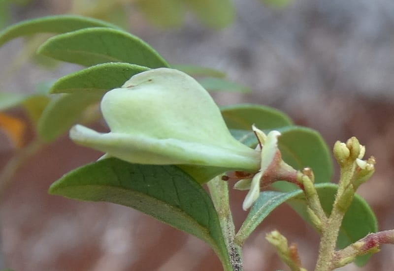Guioa villosa, Callmander, M 1257--New Caledonia. Tiebaghi. 17 Nov 2015. DSC03437 (210).JPG