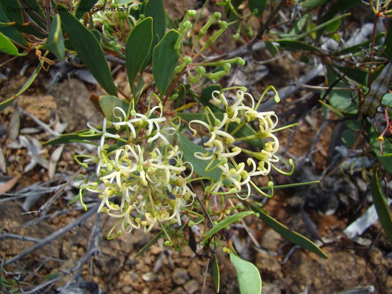 Stenocarpus, Munzinger, J 4738--New Caledonia,  Prov du Nord, Mine de Poum, 12 Nov 2007,  (15).jpg